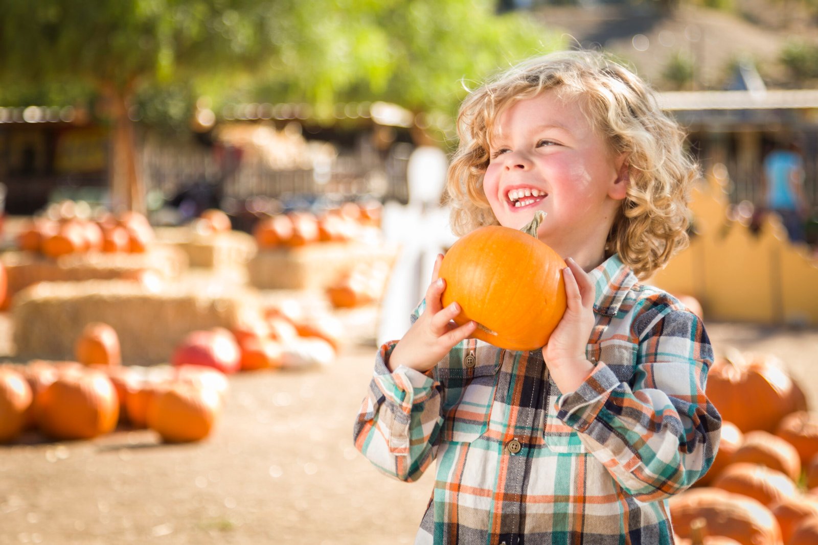 Fall Harvest Adventures: Discovering San Diego’s Best Pumpkin Patches and Apple Orchards