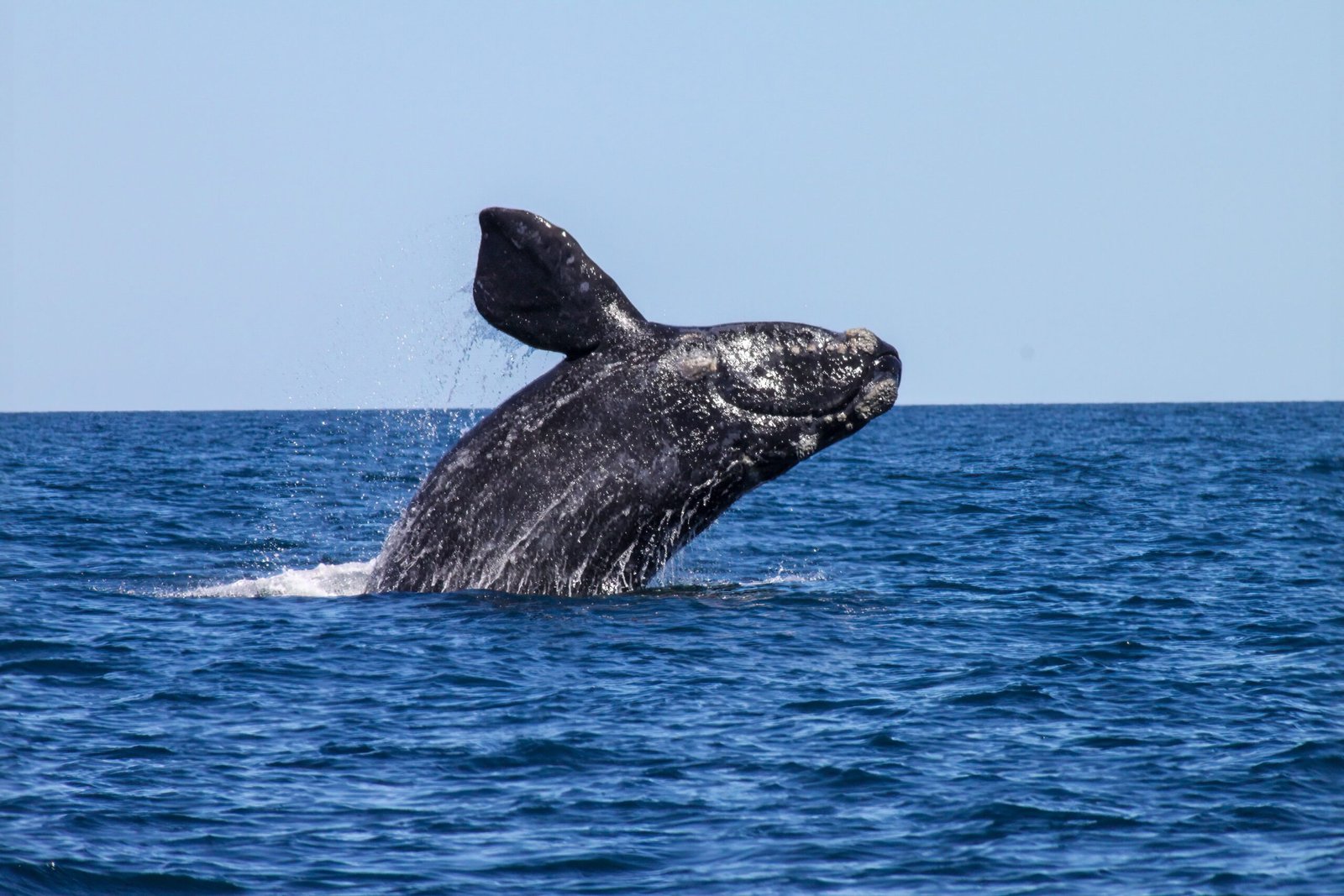San Diego – Best Whale Watching Tours: Expert Picks for Winter Adventures