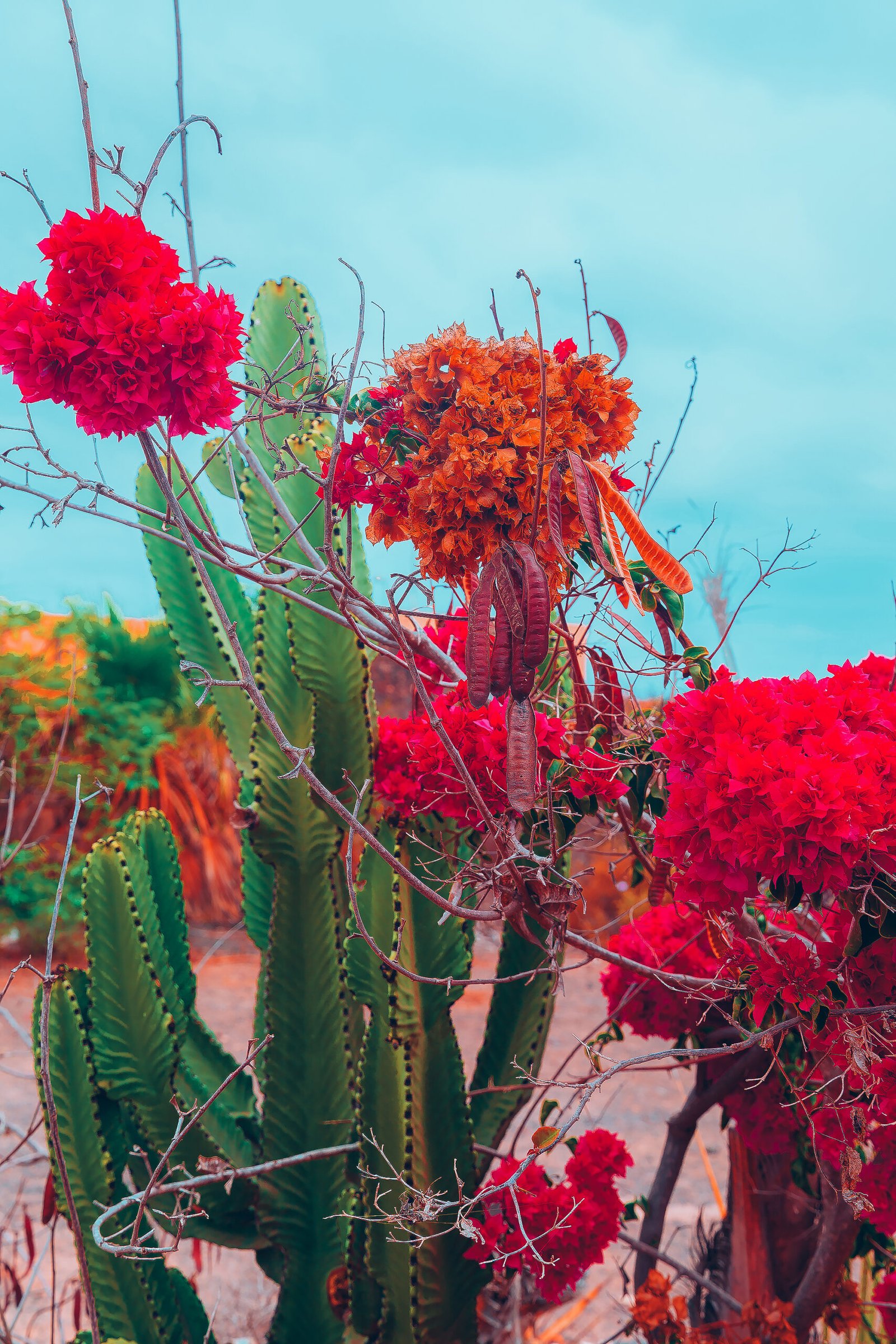 Palm Springs – Seasonal Desert Blooms: When and Where to Find Wildflower Magic