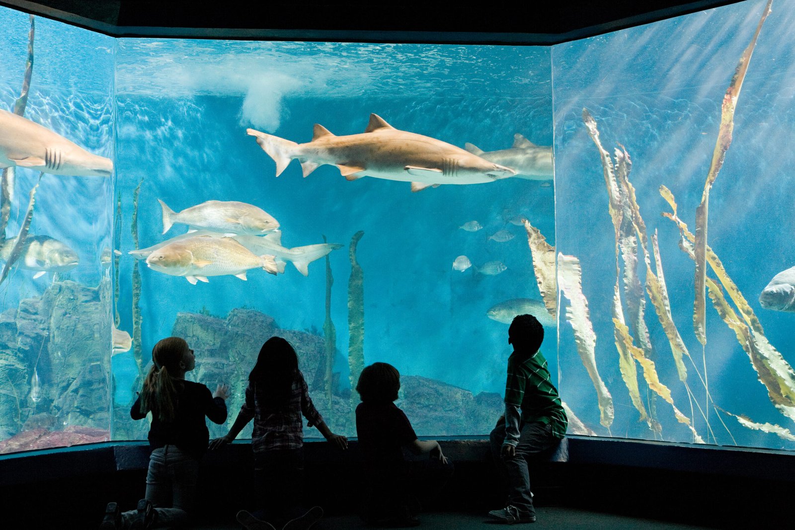 Interactive Museums That Make Learning Fun in San Diego