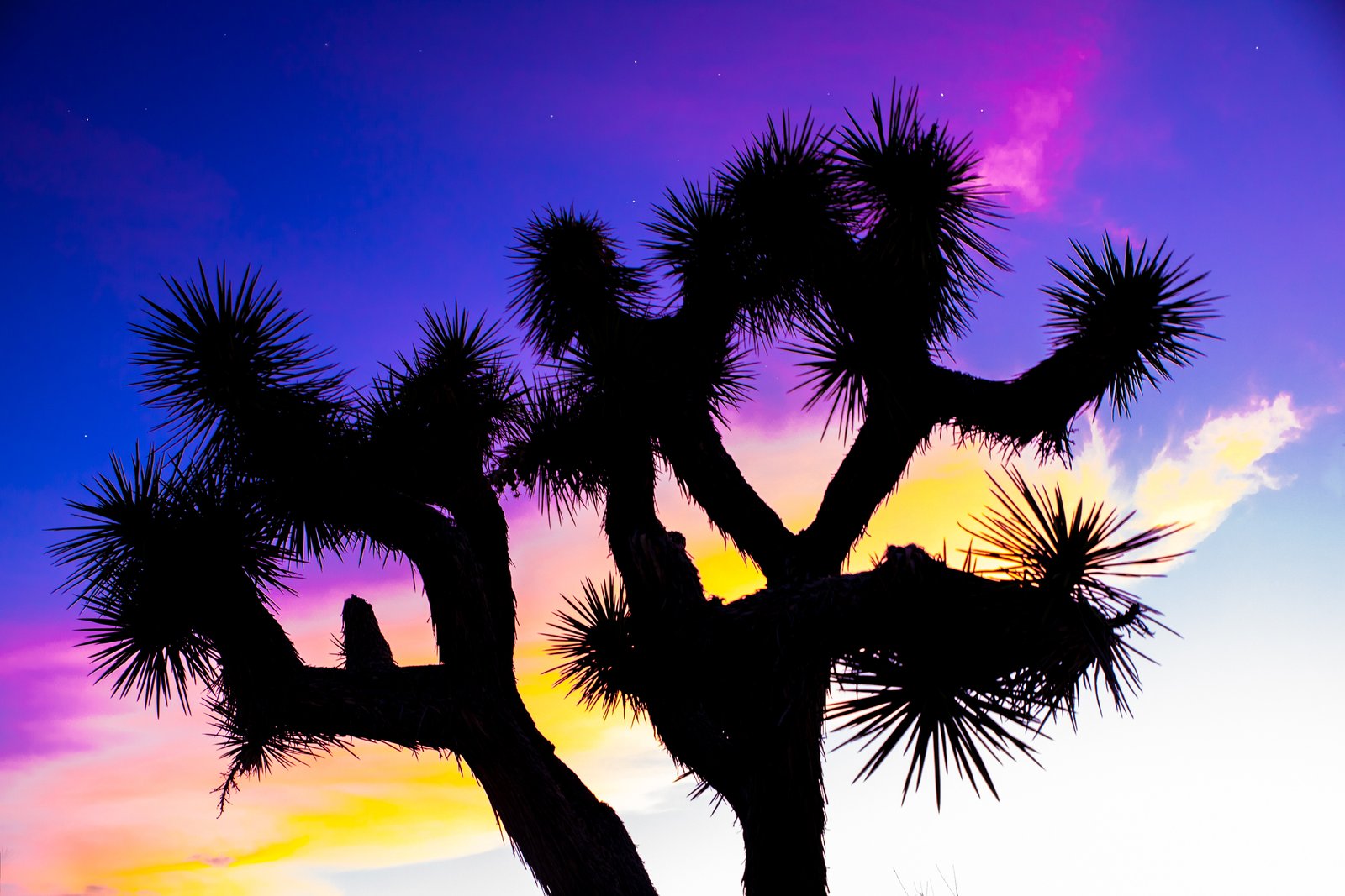 Palm Springs – Joshua Tree Day Trips: Exploring the Desert’s Crown Jewel