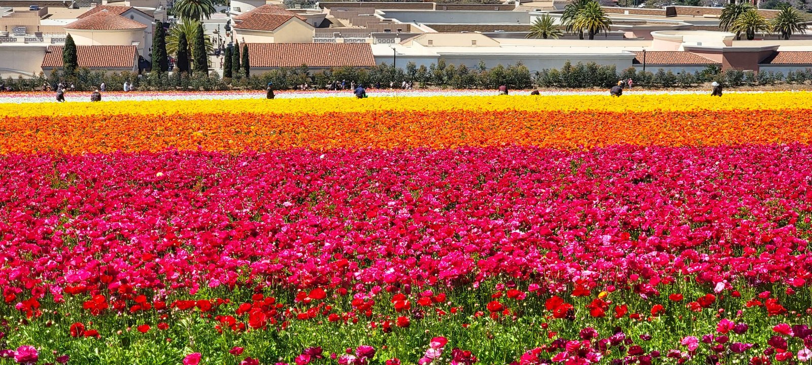 The Flower Fields of Carlsbad: When Spring Paints San Diego in Color