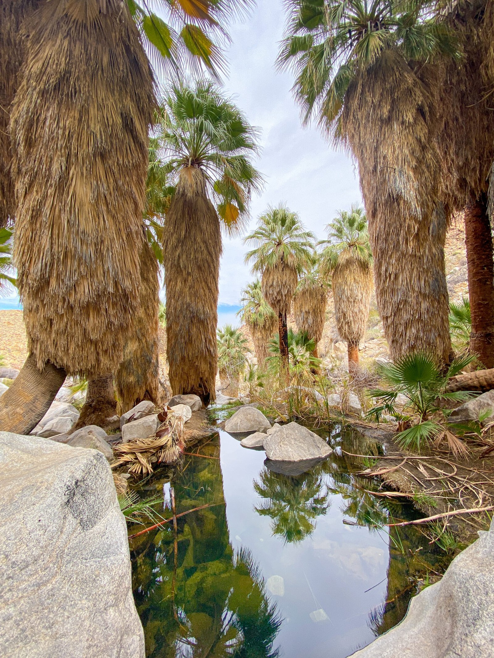 Palm Springs Wellness Workshops: Holistic Health in the Desert