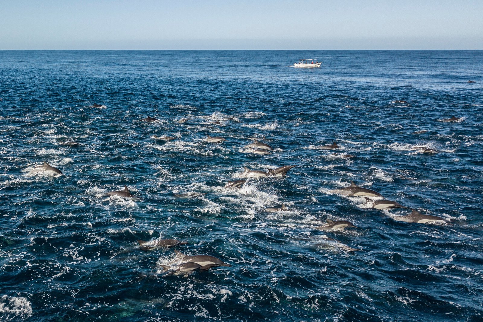 San Diego – Gray Whale Migration: Front Row Seats to Nature’s Greatest Show