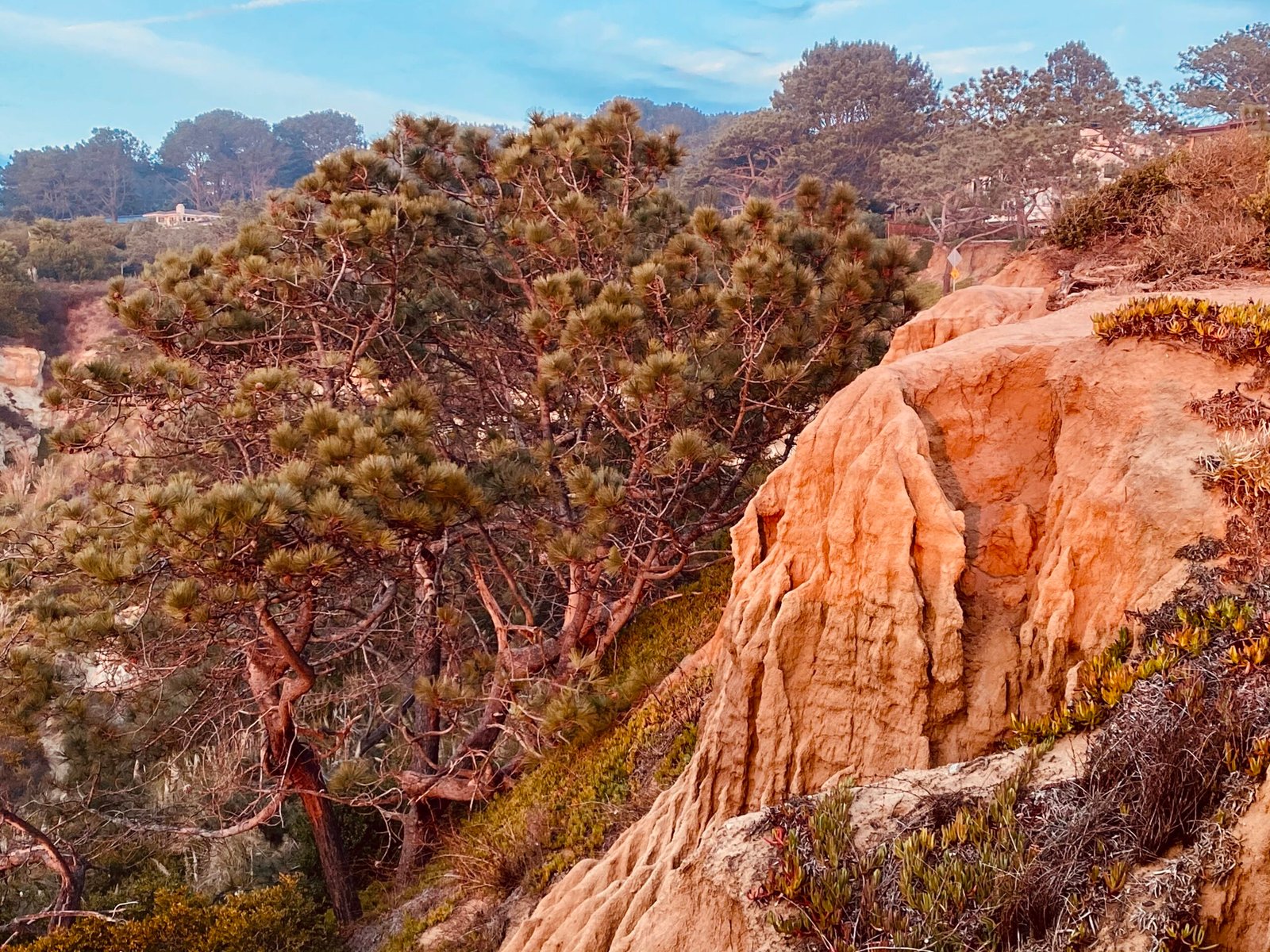 Torrey Pines State Natural Reserve: Where Ancient Giants Meet Pacific Splendor