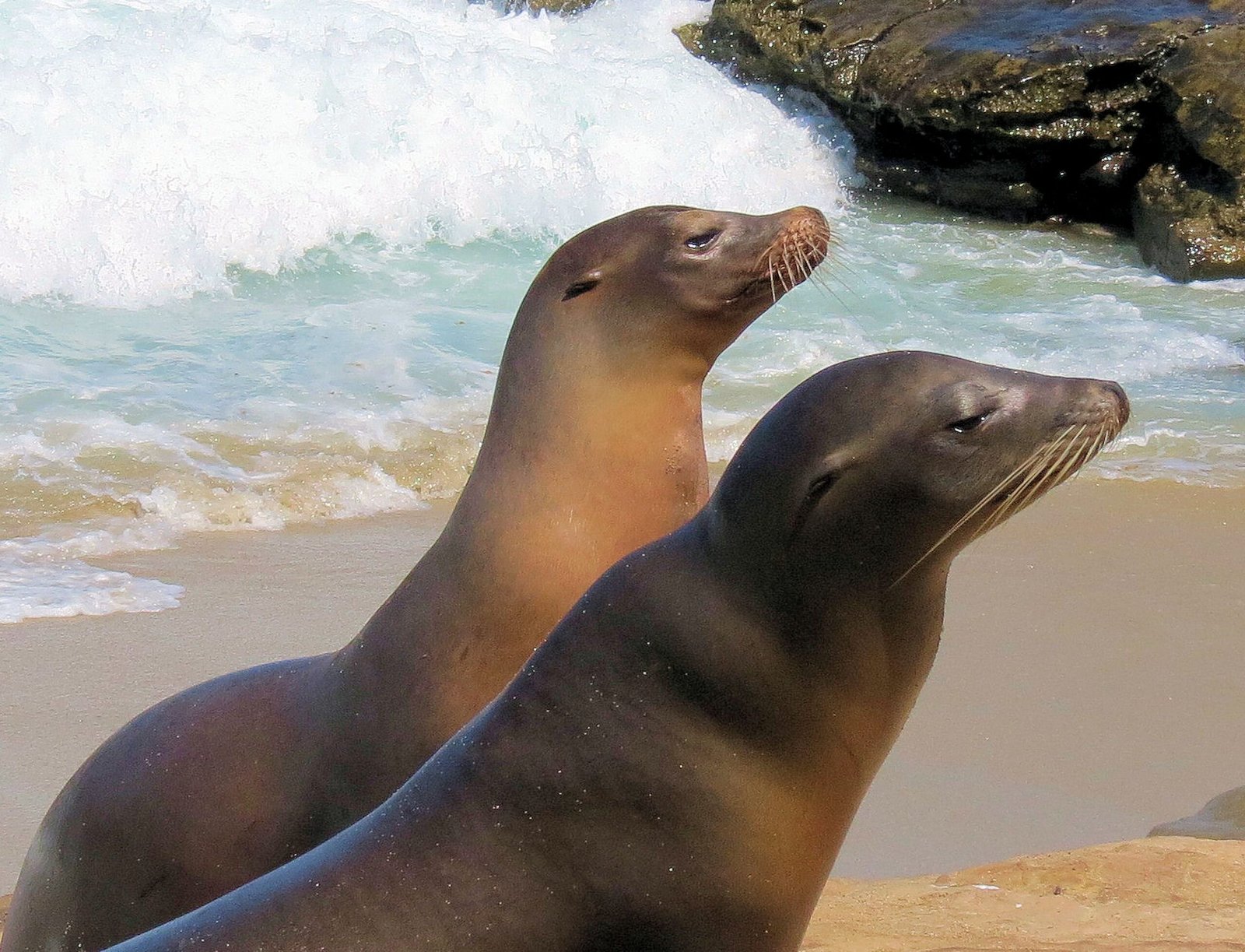 San Diego – La Jolla Cove: Where Seals, Snorkeling, and Stunning Views Collide
