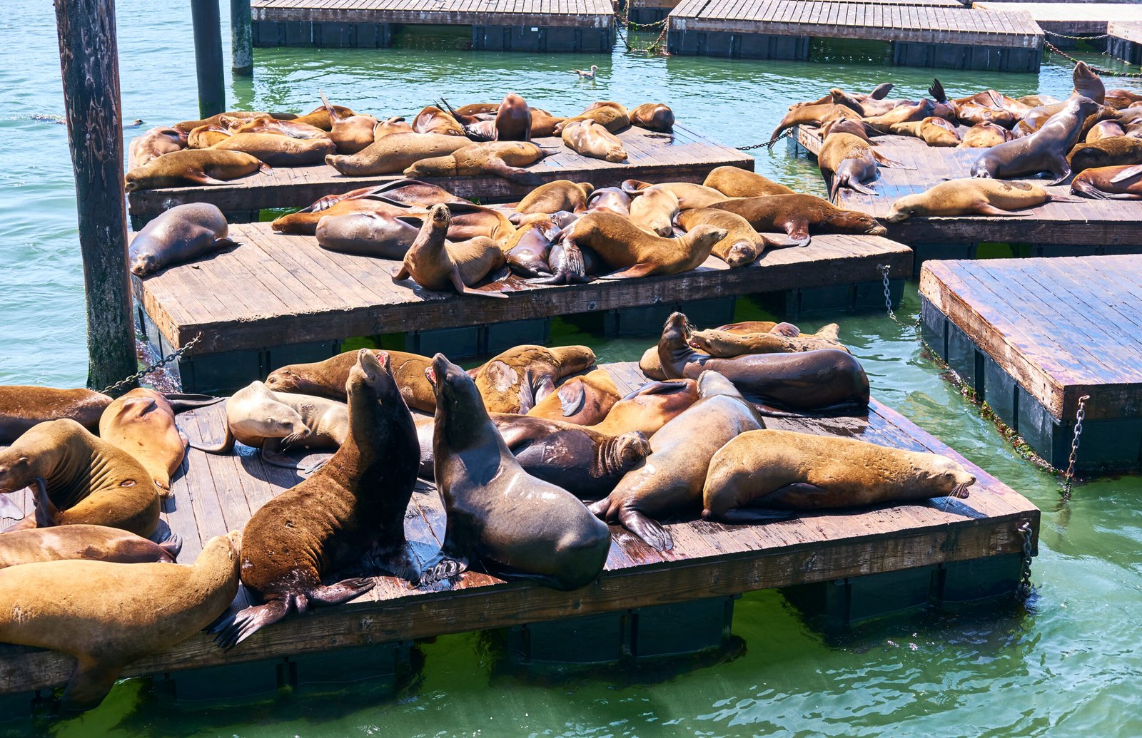 San Francisco – From Sea Lions to Science Museums: Perfect Family Day Trips